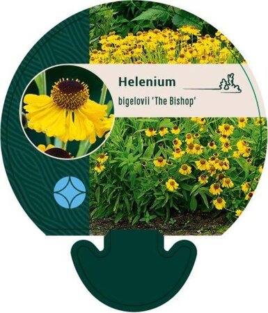 Helenium bigelovii 'The Bishop' geen maat specificatie 0,55L/P9cm - afbeelding 4