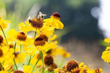 Helenium bigelovii 'The Bishop' geen maat specificatie 0,55L/P9cm - afbeelding 1