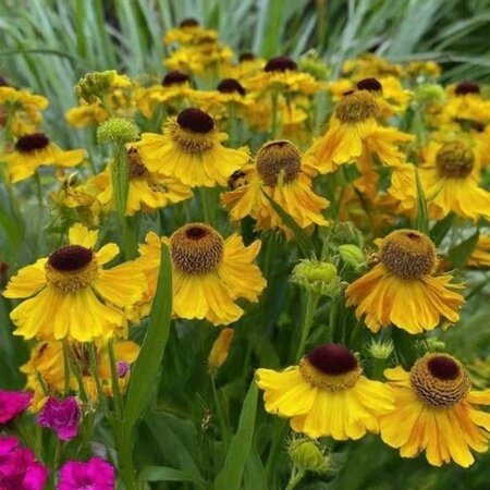 Helenium bigelovii 'The Bishop' geen maat specificatie 0,55L/P9cm - afbeelding 2