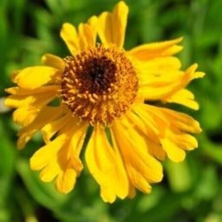 Helenium bigelovii 'The Bishop' geen maat specificatie 0,55L/P9cm - afbeelding 3