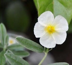 Helianthemum 'The Bride' geen maat specificatie 0,55L/P9cm - afbeelding 3