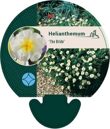 Helianthemum 'The Bride' geen maat specificatie 0,55L/P9cm - afbeelding 4