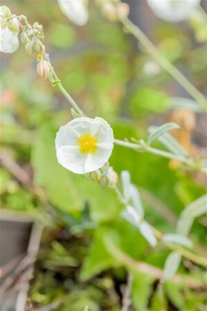 Helianthemum 'The Bride' geen maat specificatie 0,55L/P9cm - afbeelding 2