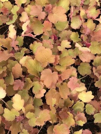 Heuchera 'Caramel' geen maat specificatie 0,55L/P9cm - afbeelding 2