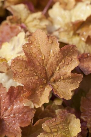 Heuchera 'Caramel' geen maat specificatie 0,55L/P9cm - afbeelding 1