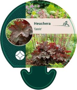 Heuchera 'Cassis' geen maat specificatie 0,55L/P9cm