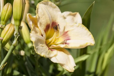 Hemerocallis 'Custard Candy' geen maat specificatie 0,55L/P9cm - afbeelding 1