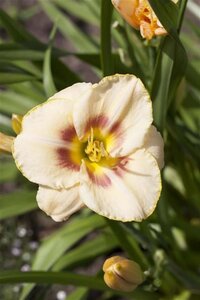 Hemerocallis 'Custard Candy' geen maat specificatie 0,55L/P9cm - afbeelding 2