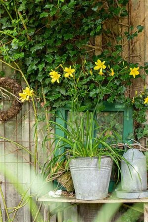 Hemerocallis citrina geen maat specificatie 0,55L/P9cm - afbeelding 1