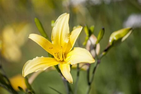 Hemerocallis citrina geen maat specificatie 0,55L/P9cm - afbeelding 2