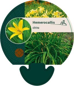 Hemerocallis citrina geen maat specificatie 0,55L/P9cm - afbeelding 4