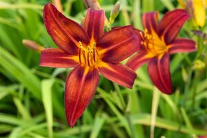 Hemerocallis 'Crimson Pirate' geen maat specificatie 0,55L/P9cm - afbeelding 1