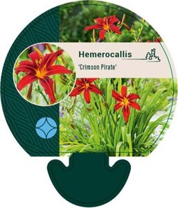 Hemerocallis 'Crimson Pirate' geen maat specificatie 0,55L/P9cm - afbeelding 4