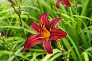 Hemerocallis 'Crimson Pirate' geen maat specificatie 0,55L/P9cm - afbeelding 2