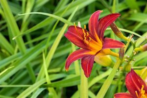 Hemerocallis 'Crimson Pirate' geen maat specificatie 0,55L/P9cm - afbeelding 3