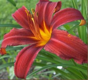 Hemerocallis 'Crimson Pirate' geen maat specificatie 0,55L/P9cm - afbeelding 5