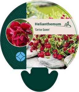 Helianthemum 'Cerise Queen' geen maat specificatie 0,55L/P9cm - afbeelding 4