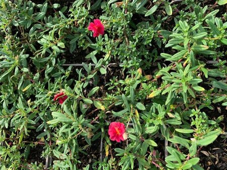 Helianthemum 'Cerise Queen' geen maat specificatie 0,55L/P9cm - afbeelding 3