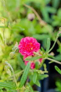 Helianthemum 'Cerise Queen' geen maat specificatie 0,55L/P9cm - afbeelding 1