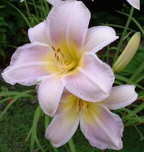 Hemerocallis 'Catherine Woodbury' geen maat specificatie 0,55L/P9cm - afbeelding 2