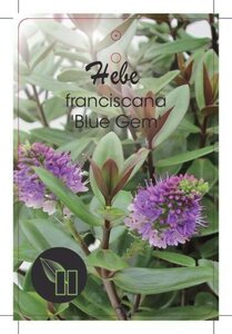 Hebe franciscana 'Blue Gem' geen maat specificatie cont. 10L - afbeelding 1