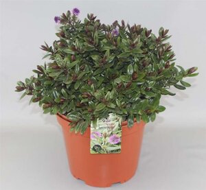 Hebe franciscana 'Blue Gem' geen maat specificatie cont. 10L - afbeelding 2