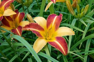 Hemerocallis 'Frans Hals' geen maat specificatie 0,55L/P9cm - afbeelding 1