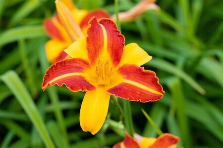 Hemerocallis 'Frans Hals' geen maat specificatie 0,55L/P9cm - afbeelding 2