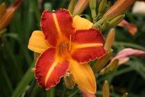 Hemerocallis 'Frans Hals' geen maat specificatie 0,55L/P9cm - afbeelding 4