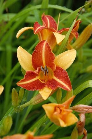 Hemerocallis 'Frans Hals' geen maat specificatie 0,55L/P9cm - afbeelding 3