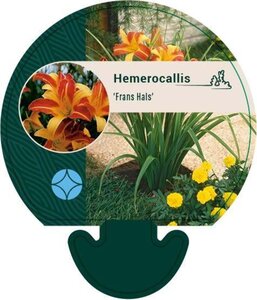 Hemerocallis 'Frans Hals' geen maat specificatie 0,55L/P9cm - afbeelding 5