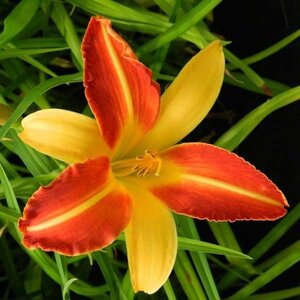 Hemerocallis 'Frans Hals' geen maat specificatie 0,55L/P9cm - afbeelding 6