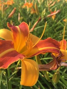 Hemerocallis 'Frans Hals' geen maat specificatie 0,55L/P9cm - afbeelding 7