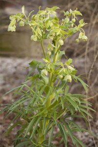 Helleborus foetidus geen maat specificatie 0,55L/P9cm - afbeelding 1