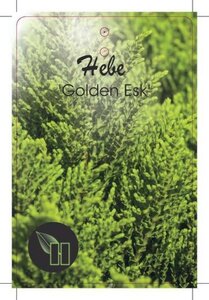 Hebe 'Golden Esk' geen maat specificatie cont. 2,0L - afbeelding 1