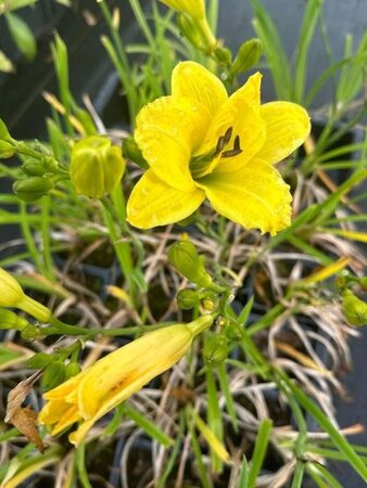 Hemerocallis 'Green Flutter' geen maat specificatie 0,55L/P9cm - afbeelding 2