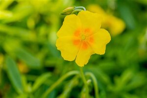 Helianthemum 'Golden Queen' geen maat specificatie 0,55L/P9cm - afbeelding 1