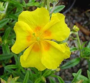 Helianthemum 'Golden Queen' geen maat specificatie 0,55L/P9cm - afbeelding 4