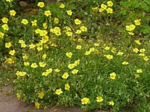 Helianthemum 'Golden Queen' geen maat specificatie 0,55L/P9cm - afbeelding 2