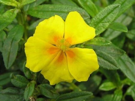 Helianthemum 'Golden Queen' geen maat specificatie 0,55L/P9cm - afbeelding 5