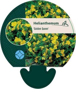 Helianthemum 'Golden Queen' geen maat specificatie 0,55L/P9cm - afbeelding 6