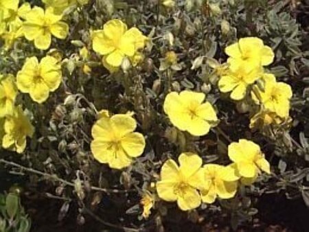 Helianthemum 'Golden Queen' geen maat specificatie 0,55L/P9cm - afbeelding 3