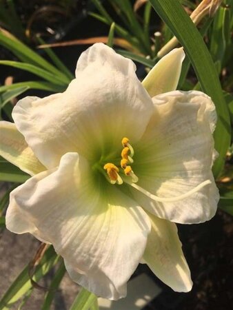 Hemerocallis 'Gentle Shepherd' geen maat specificatie 0,55L/P9cm - afbeelding 2