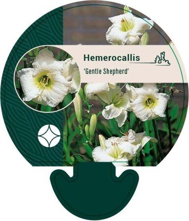 Hemerocallis 'Gentle Shepherd' geen maat specificatie 0,55L/P9cm - afbeelding 3