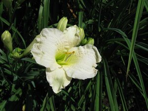 Hemerocallis 'Gentle Shepherd' geen maat specificatie 0,55L/P9cm - afbeelding 1