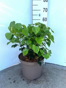 Hedera hel. 'Arborescens' 40-50 cm cont. 10L - afbeelding 2