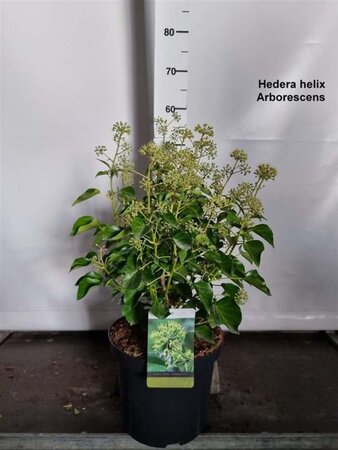 Hedera hel. 'Arborescens' 40-50 cm cont. 10L - afbeelding 3