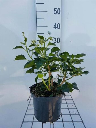 Hedera hel. 'Arborescens' 40-50 cm cont. 3,0L - afbeelding 2