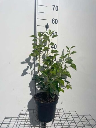 Hedera hel. 'Arborescens' 40-50 cm cont. 3,0L - afbeelding 4