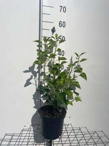 Hedera hel. 'Arborescens' 40-50 cm cont. 3,0L - afbeelding 4